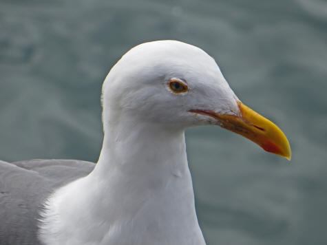 Bird in San Diego California