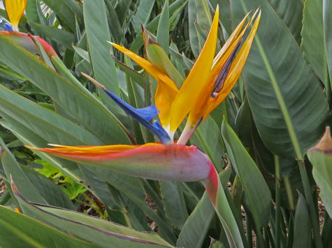 Bird of Paradise